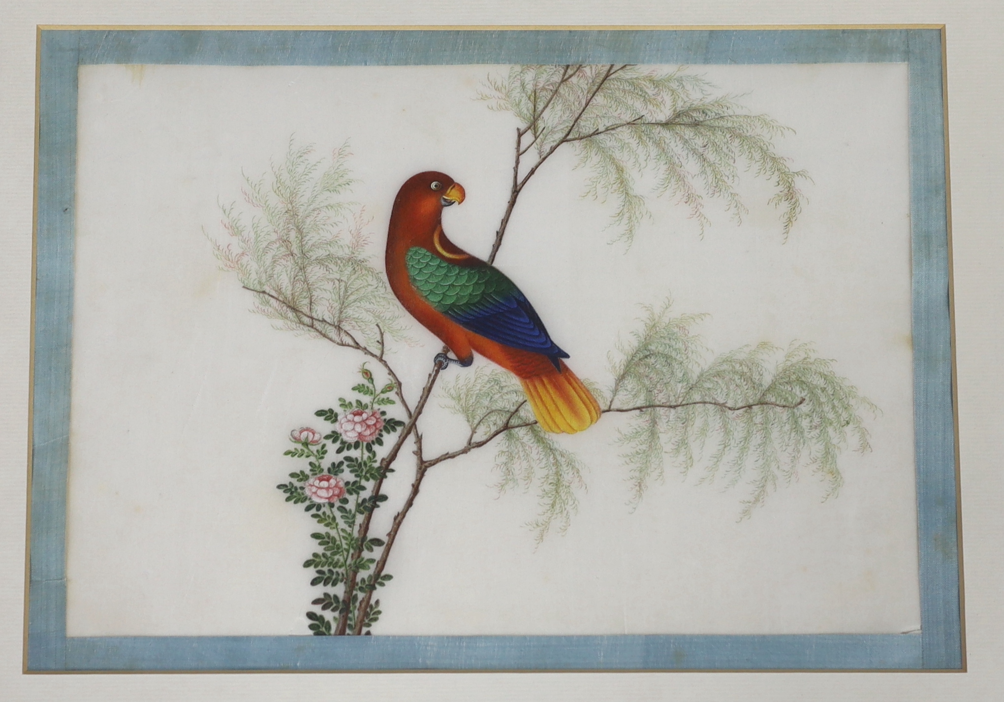 A set of thirteen Chinese pith paintings of birds perched on branches, Daoguang period (1821-50)